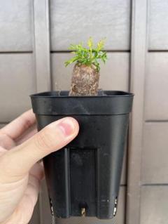 オペルクリカリア パキプス 美形 作り込み パワータンク③ オペルクリカリア パキプス】実生パキプス成長記録 。パキプスの