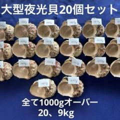 大型夜光貝　ヤコウ貝　まとめ売り　20個　20、9kg アクセサリー　ルアー 夜光貝アクセサリー/gscarving.accessories