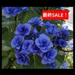 SALE！ 紫陽花 八重 ブルー 挿し木 枝 2本 アジサイ 花 鉢 苗