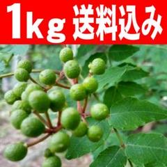 山椒の実　軸処理済み(約1.1キロ) 山椒の実 軸処理済み(約1.1キロ) 楽天市場】山椒の実 処理済みの通販
