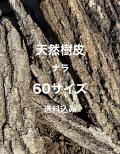 樹皮　ナラのサムネイル
