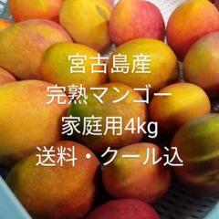 宮古島産 青マンゴー 12kg ¥9,800 宮古島産完熟マンゴー1kg | Blue Turtle Farm & Mango Cafe