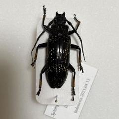 ロクロクビオトシブミ 標本 大型 ロクロクビオトシブミ 専用 昆虫用品
