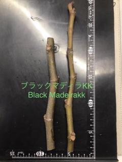 2025年最新】イチジク ブラックマデイラの人気アイテム - メルカリ