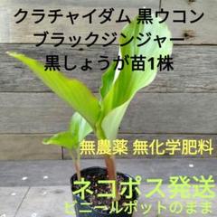 ◎在庫限り◎黒ウコン◎球根◎芽出し種芋◎ブラックジンジャー◎脂肪燃焼◎自然栽培◎ KAWASAKI Ninja ZX-25R メタリックスパークブラック｜株式会社