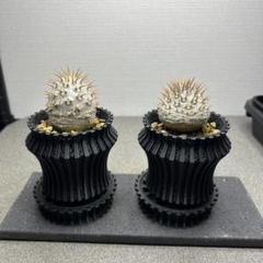 パキポディウムグラキリス11 良型良株 コレクション株 - メルカリ