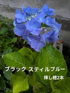 紫陽花 ブラックスティルブルー 挿し穂2本 - メルカリ