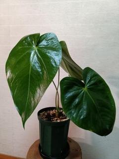 Anthurium regale　アンスリウムレガレ アンスリウム レガレ 特選(Anthurium regale) | 希少植物の販売