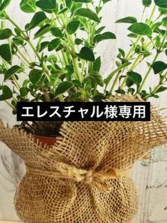 天然石　メキシカンクレージーレースアゲート　フェザー　台座付きNo.923