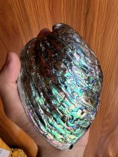 アバロン シェル　大形　14.5cm