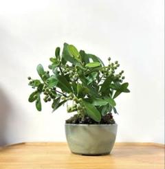 PALです。小品盆栽　赤花サッコウフジ　苔付　鉢付 葛さん様専用です。小品盆栽 ピラカンサス 苔付 鉢付 ミニ盆栽