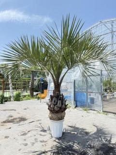 や*り様 ココスヤシシルバーリーフ【極太】葉先 160cm幹回り60cm 幹高2 B*R様 ココスヤシシルバーリーフ葉先 【極太】170cm幹回り105cm