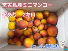 ※訳あり　プロフ必読！宮古島産 ミニマンゴー 5キロ 訳あり 説明欄必読！宮古島産ミニマンゴー 5キロ - メルカリ
