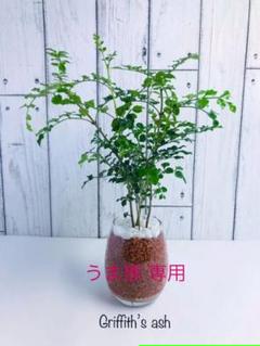 トネリコ 人工観葉植物 高さ1 Cmの中古 未使用品を探そう メルカリ