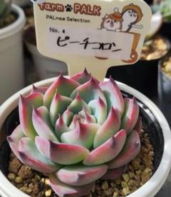 ピーチコロン札付きポットごとメルカリ便ファームパルクさん苗 ピーチコロン札付きポットごとメルカリ便ファームパルクさん苗