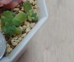M*X様 大疣 アロンソイ 選抜 鉢植え メルカリ便送料込み アエオニウム 愛染錦 大群生 抜き苗 - メルカリ