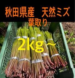秋田県産 天然ミズ 赤ミズ 7月11日発送 - メルカリ