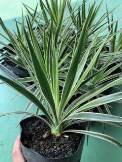 アロイフォリア 斑入り 200センチover 幹30cm over 楽天市場】ユッカ・アロイフォリア（花・観葉植物｜花・ガーデン