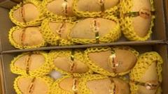 空港便　タイ産 マンゴー　芒果 Mango มะม่วง quả xoài 空港便 タイ産 マンゴー 芒果 Mango มะม่วง quả xoài - メルカリ