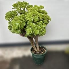 アエオニウム クロホウシ 綴化 サンシモン ⑥多肉植物 アエオニウム