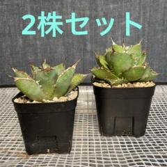 アガベセット　メルカリ便 2025年最新】アガベ チタノタ セットの人気アイテム - メルカリ