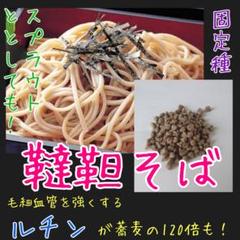 韃靼そば 固定種 在来種 野菜の種 家庭菜園 種子 種 スプラウト