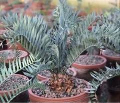 エンセファラルトス　ホリダス　種子　7粒 エンセファラルトス ホリダス Encephalartos horridus | mana's
