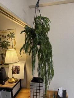 フペルジア・ゴエベリー 吊り 5号 - 植物と暮らす m-plant