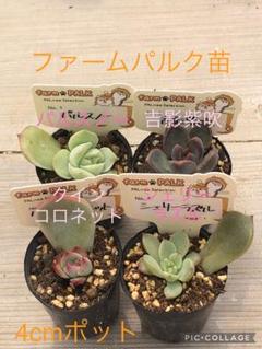 多肉植物 ファームパルク苗♡小苗セット - メルカリ