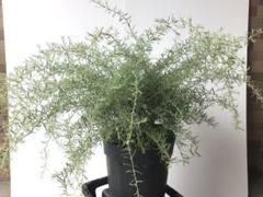 ①地植え向きで 良い感じになって来ました。グレビレアプーリンダ・イルミナ ②地植え向き良い感じになって来ました。グレビレアプーリンダ