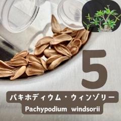 種子5粒 パキポディウム ウィンゾリー - メルカリ