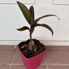 コルディリネ　ドラセナ　パープルコンパクタ　観葉植物　抜き苗a 縁起のサムネイル