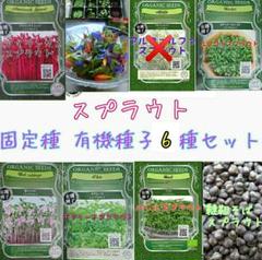 スプラウト 固定種 6種 セット 有機種子 野菜の種 ハーブの種 水耕栽培 種子