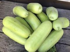 瓜(沼目シロウリ) 約10キロ 無農薬 愛媛県産