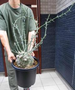 現品】塊根植物：アデニア・グロボーサ 9号j12番