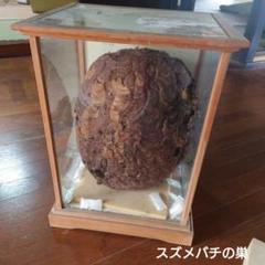 スズメバチの巣の標本 ガラスケース入り スズメバチの巣の標本 ガラスケース入り - メルカリ