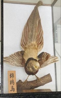 銀鶏鳥‼️美品‼️剥製‼️希少‼️高級品‼️ガラスケース付き‼️激安破壊出品‼️送料無料‼️ m12931238895_1.jpg?1742482716