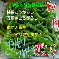 野菜 甘長とうがらし 万願寺とうがらし 朝採り