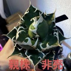 レッドキャットウィーズル　ノーネームオテロイ　子株セット レッドキャットウィーズル ノーネームオテロイ 子株セット