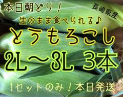 【本日朝どり!】新鮮とうもろこし 2L〜3Lを3本!【1セットのみ!】本日発送