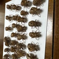 古いセミの標本 蝉セミの標本