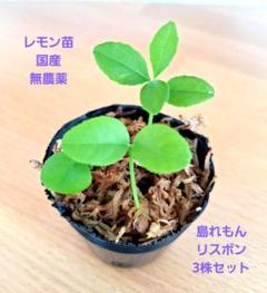 rokusan様専用 レモン苗 国産 無農薬 レモン苗木 リスボン 3株セットのサムネイル