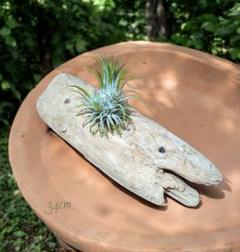 自然流木34cm　ティランジア　エアープランツ　雑貨　インテリア　ハンドメイド