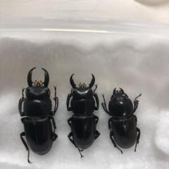 チョウセンヒラタクワガタ セット1
