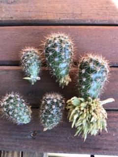 短毛丸 抜き苗 ピンク花 白い花 短毛丸 抜き苗 ピンク花 白い花 Royalroof Co Id