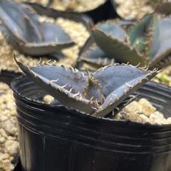 速達価格】アガベ オテロイ 実生 鋸歯わしゃわしゃ 繊細
