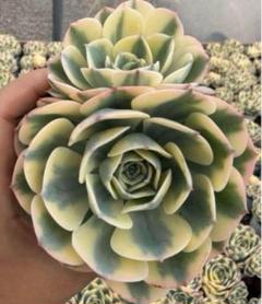 最新のデザイン 二頭 ルノーディーン錦 エケベリア メルカリ - 多肉植物 その他多肉植物