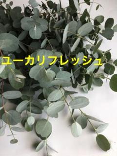ユーカリフレッシュ ユーカリグニー 切り枝