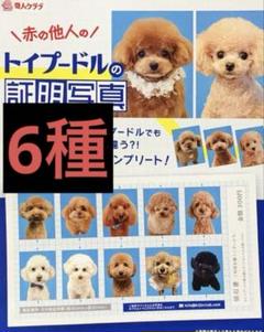 赤の他人のトイプードルの証明写真　６種セット