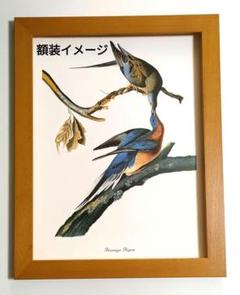 ポスター　リョコウバト　オーデュボン　バードイラスト　シート　アメリカの鳥類